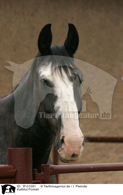 Kaltblut Portrait / big horse / IP-01091