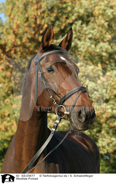 Westfale Portrait / Westphalian horse portrait / SS-05677