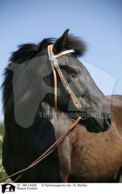 Rappe Portrait / black horse / RR-14065