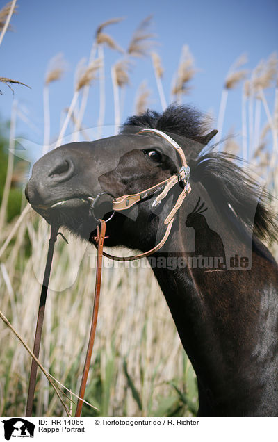 Rappe Portrait / black horse / RR-14066