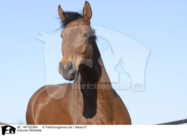 brauner Westfale / brown horse / AP-02384