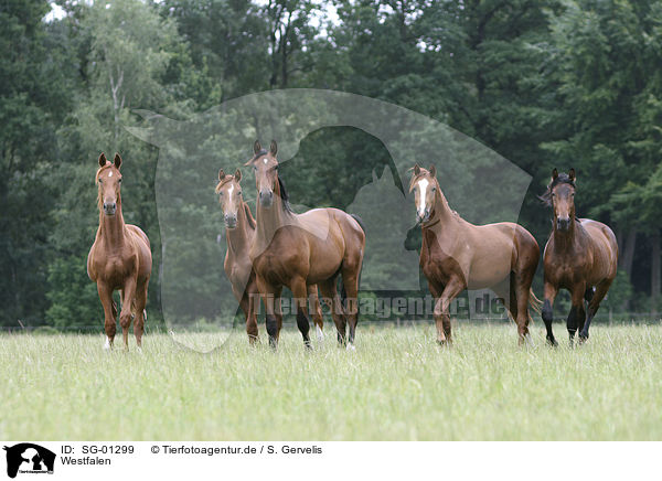 Westfalen / horses / SG-01299