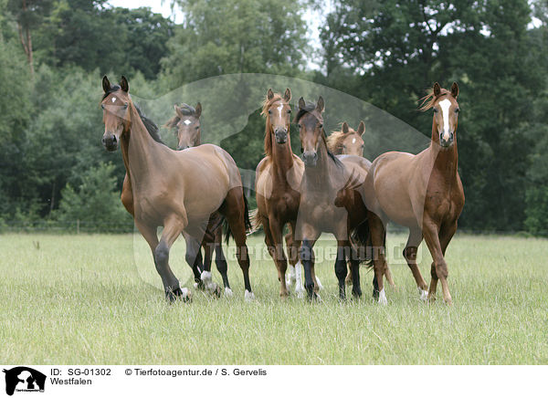Westfalen / horses / SG-01302