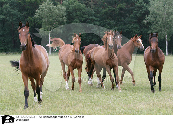 Westfalen / horses / SG-01303