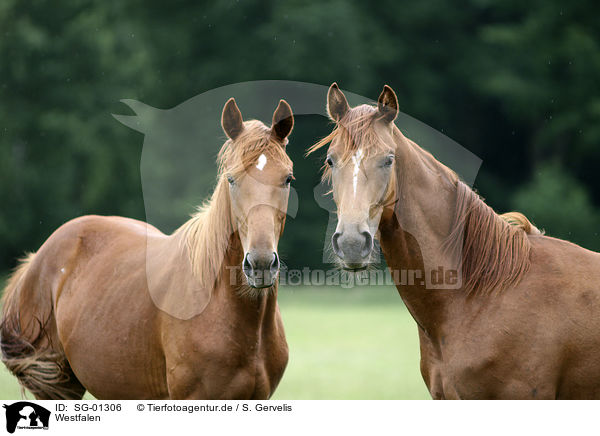 Westfalen / horses / SG-01306