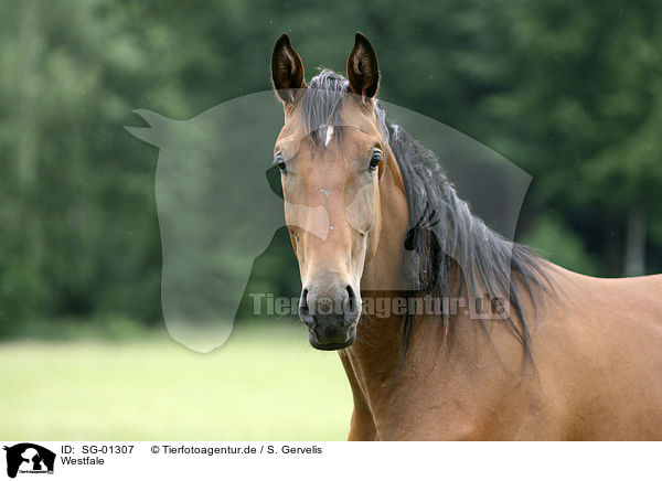 Westfale / horse / SG-01307
