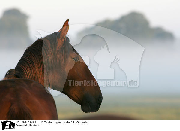 Westfale Portrait / horse portrait / SG-01483