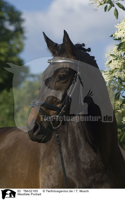 Westfale Portrait / warmblood portrait / TM-02165