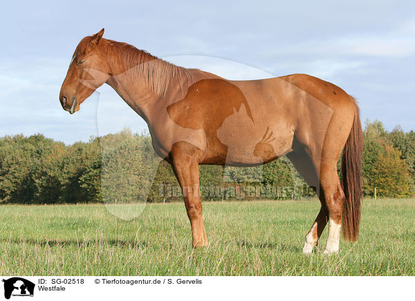 Westfale / horse / SG-02518