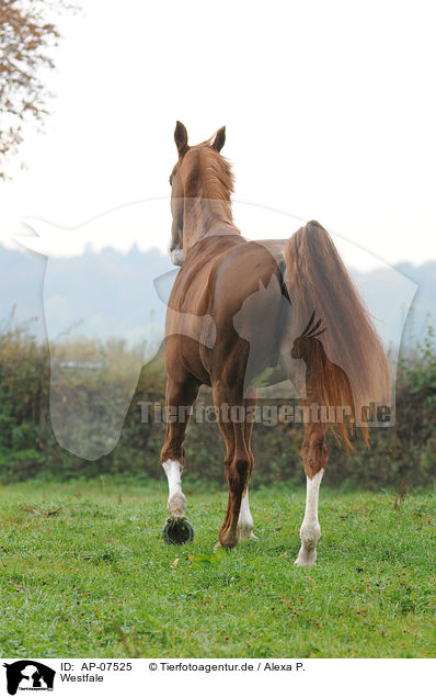 Westfale / warmblood / AP-07525