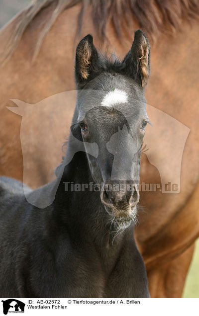 Westfalen Fohlen / warmblood foal / AB-02572