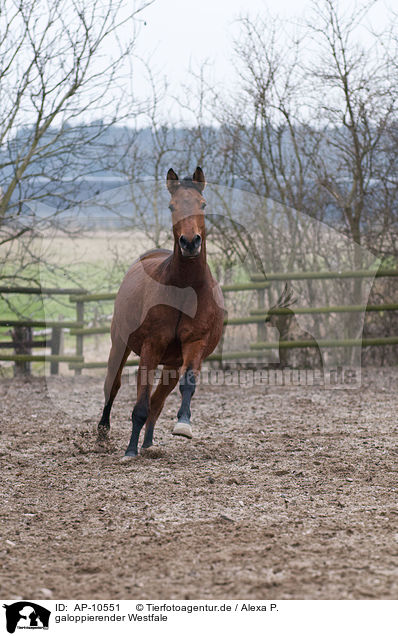 galoppierender Westfale / galloping warmblood / AP-10551