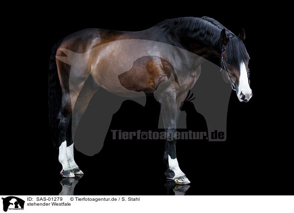 stehender Westfale / standing Westphalian Horse / SAS-01279