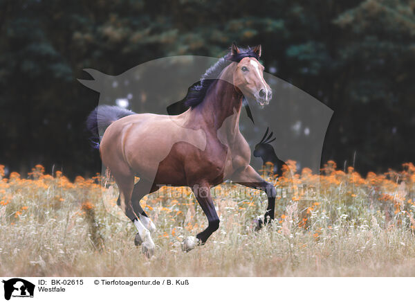Westfale / Westphalian horse / BK-02615