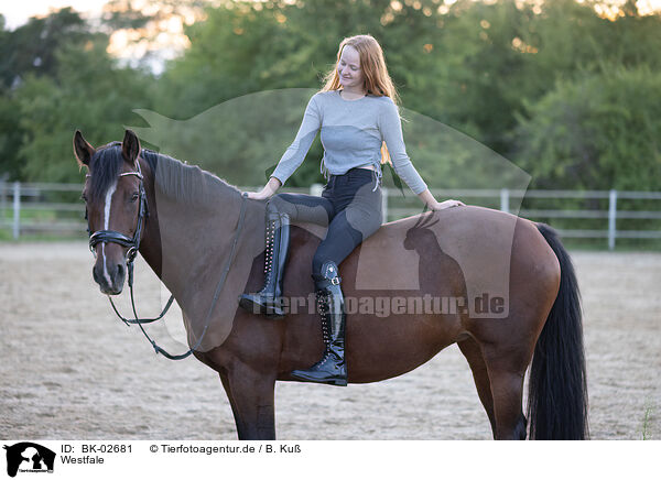 Westfale / Westphalian horse / BK-02681