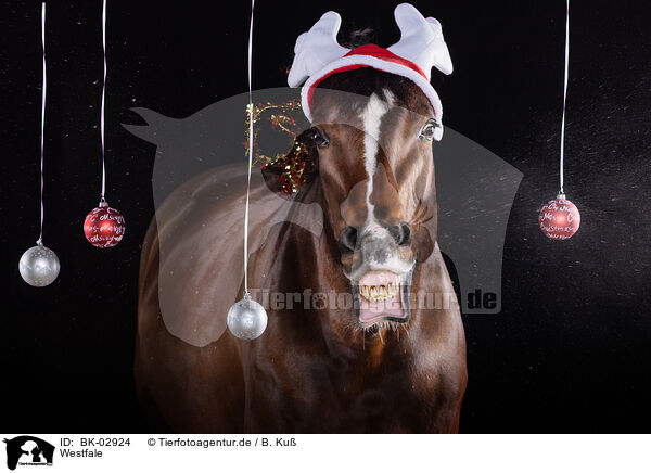 Westfale / Westphalian horse / BK-02924