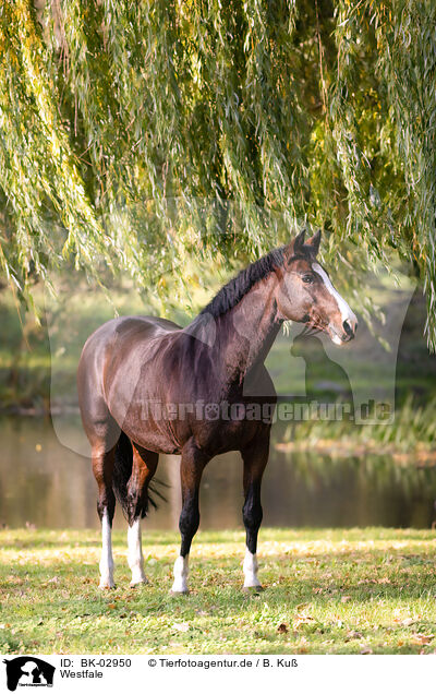 Westfale / Westphalian horse / BK-02950