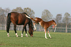 Westfalen Fohlen