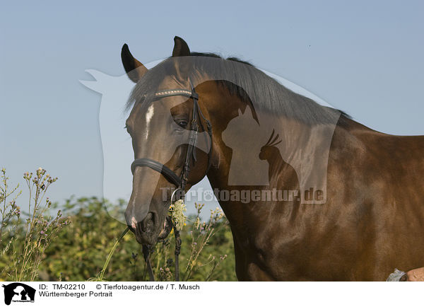 Wrttemberger Portrait / horse portrait / TM-02210