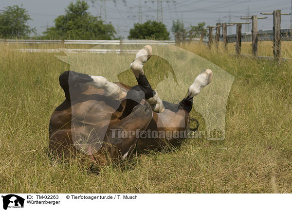 Wrttemberger / horse / TM-02263
