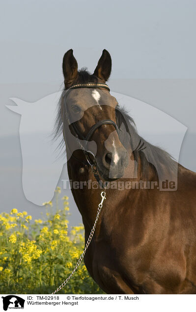Wrttemberger Hengst / warmblood stallion / TM-02918