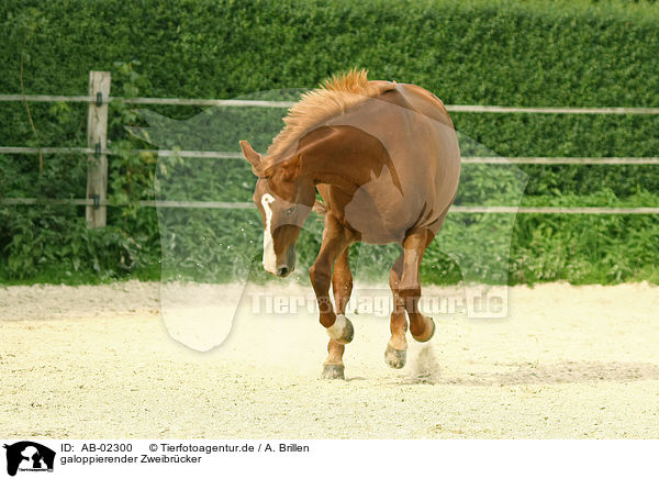 galoppierender Zweibrcker / galloping horse / AB-02300