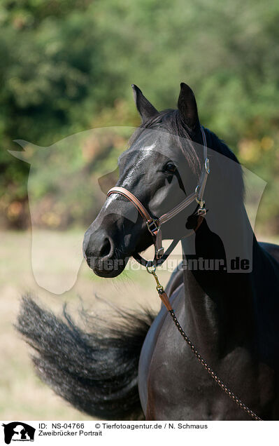 Zweibrcker Portrait / Zweibruecker Horse Portrait / NS-04766