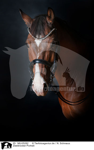 Zweibrcker Portrait / Zweibruecker Horse Portrait / NS-05282