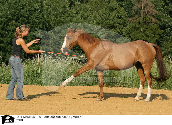 Pferd / horse / PM-03125
