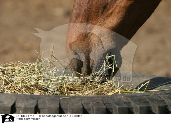 Pferd beim fressen / eating horse / RR-01711