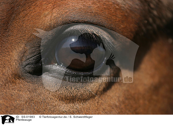 Pferdeauge / horse eye / SS-01983