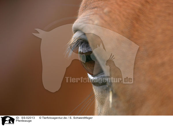 Pferdeauge / horse eye / SS-02013