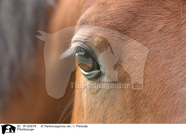 Pferdeauge / horse eye / IP-00678