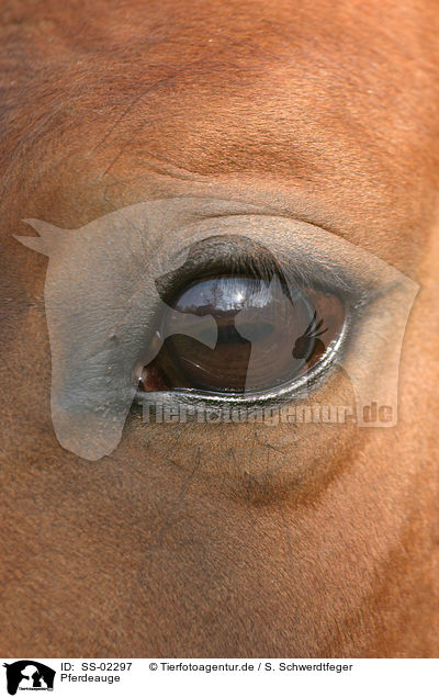 Pferdeauge / horse eye / SS-02297
