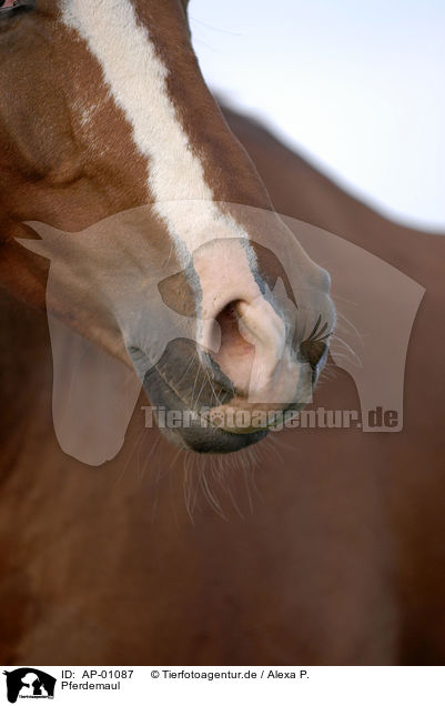 Pferdemaul / horsemouth / AP-01087
