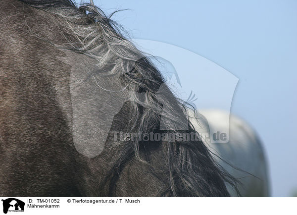 Mhnenkamm / horse crest / TM-01052