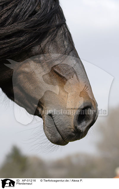 Pferdemaul / horsemouth / AP-01216