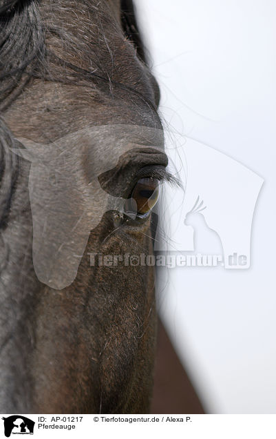 Pferdeauge / horseeye / AP-01217