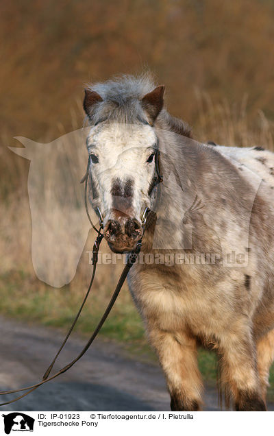 Tigerschecke Pony / Pony / IP-01923