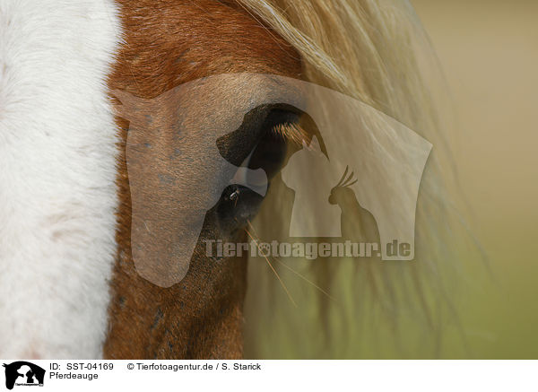 Pferdeauge / horse eye / SST-04169