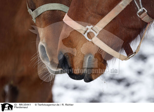 Pferdemaul / horse mouth / RR-35441