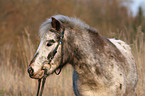 Tigerschecke Pony