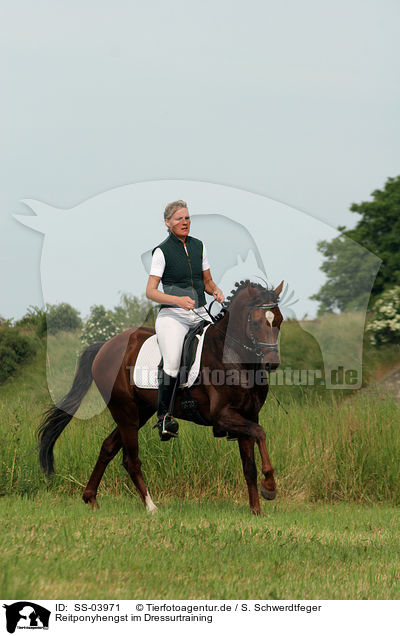 Reitponyhengst im Dressurtraining / Pony stallion in  dressage training / SS-03971