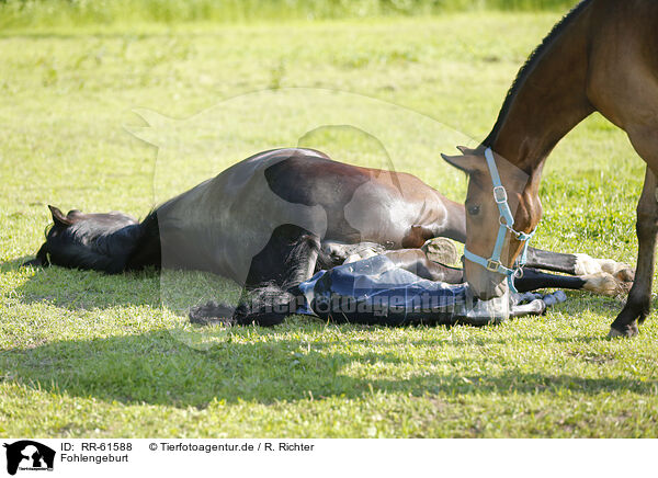 Fohlengeburt / birth of a foal / RR-61588