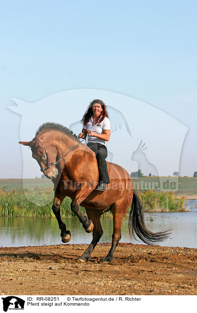 Pferd steigt auf Kommando / Leisure rider / RR-08251