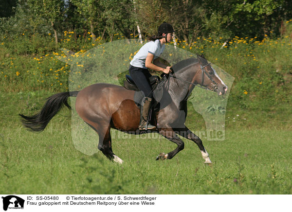 Frau galoppiert mit Deutschem Reitpony / woman rides pony in the meadow / SS-05480
