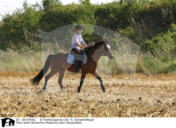 Frau reitet Deutsches Reitpony / woman rides pony on stubblefield / SS-05482