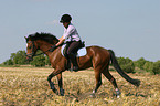 Frau reitet Deutsches Reitpony ber Stoppelfeld