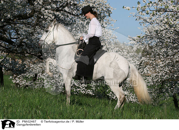 Gangpferdereiten / riding / PM-02467