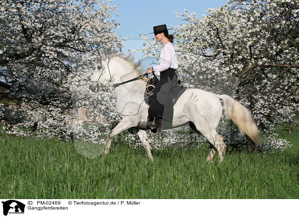 Gangpferdereiten / riding / PM-02469